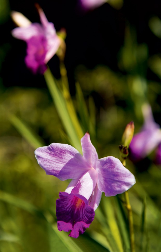 orquidea-lilas